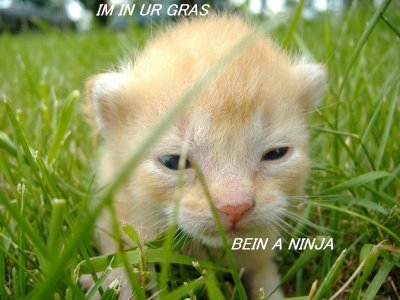 ninja_cat.jpg